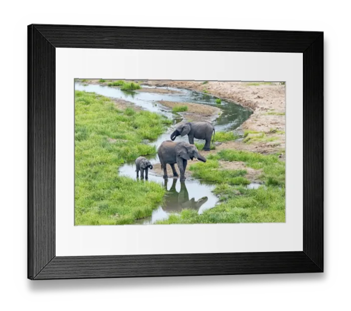 Framed Print : African Elephants -Loxodonta africana-, herd at river, Tarangire, Tanzania Framed Print : African Elephants -Loxodonta africana-, herd at river, Tarangire, Tanzania