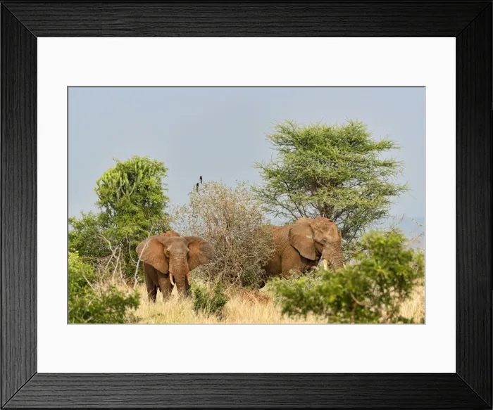 Framed Print : African Elephants -Loxodonta africana-, Tarangire, Tanzania