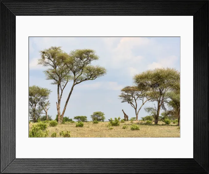Framed Print : Giraffe -Giraffa camelopardalis-, Tarangire, Tanzania Framed Print : Giraffe -Giraffa camelopardalis-, Tarangire, Tanzania