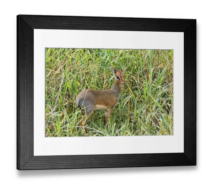 Framed Print : Kirks Dik-dik -Madoqua kirkii-, Tarangire, Tanzania Framed Print : Kirks Dik-dik -Madoqua kirkii-, Tarangire, Tanzania