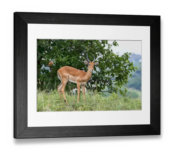 Framed Print : Impala -Aepyceros melampus-, Tarangire, Tanzania Framed Print : Impala -Aepyceros melampus-, Tarangire, Tanzania