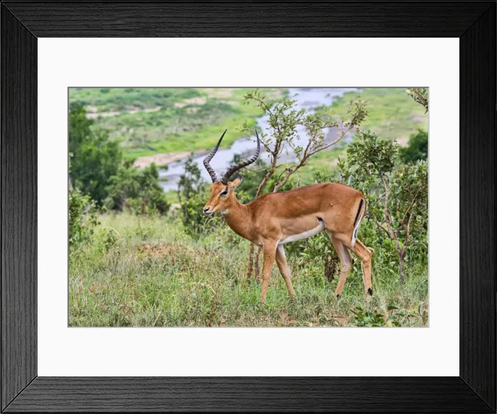 Framed Print : Impala -Aepyceros melampus-, Tarangire, Tanzania Framed Print : Impala -Aepyceros melampus-, Tarangire, Tanzania