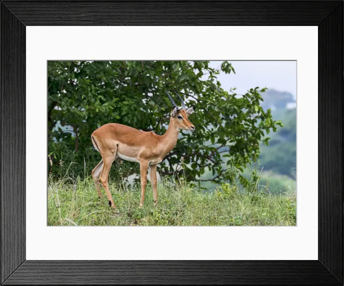 Framed Print : Impala -Aepyceros melampus-, Tarangire, Tanzania Framed Print : Impala -Aepyceros melampus-, Tarangire, Tanzania