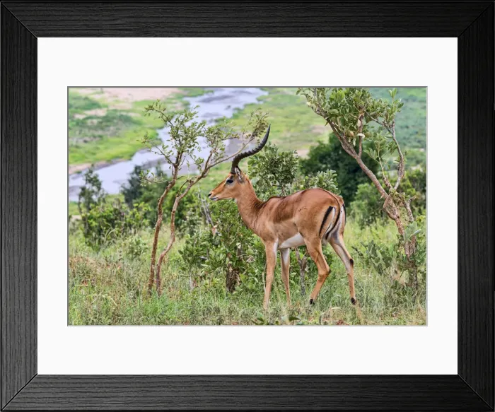 Framed Print : Impala -Aepyceros melampus-, Tarangire, Tanzania Framed Print : Impala -Aepyceros melampus-, Tarangire, Tanzania