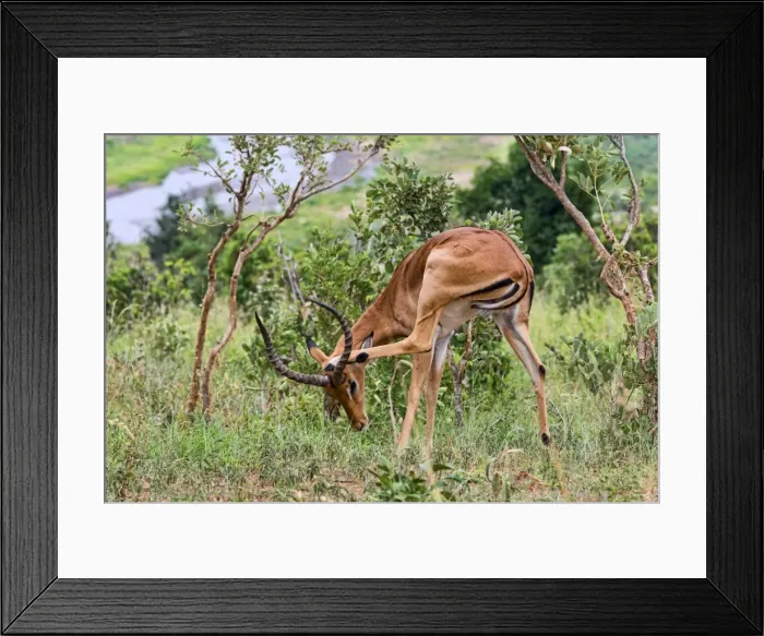 Framed Print : Impala -Aepyceros melampus-, Tarangire, Tanzania Framed Print : Impala -Aepyceros melampus-, Tarangire, Tanzania