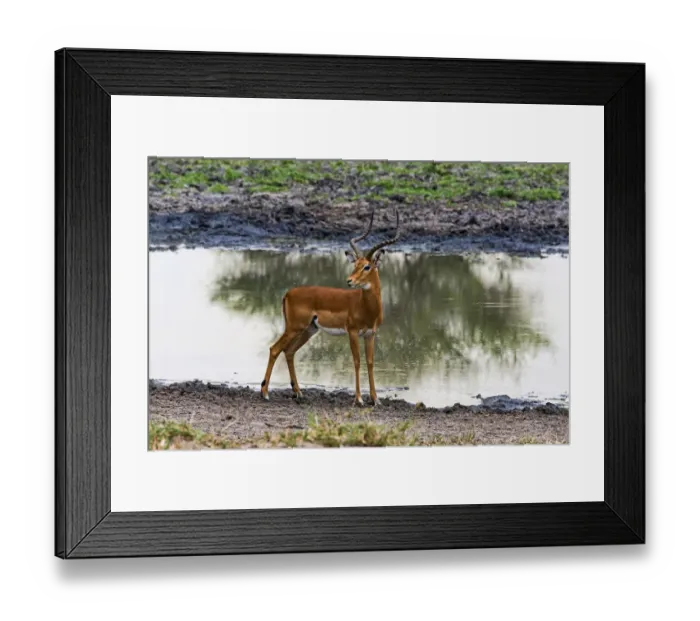 Framed Print : Impala -Aepyceros melampus- at a waterhole, Tarangire, Tanzania Framed Print : Impala -Aepyceros melampus- at a waterhole, Tarangire, Tanzania