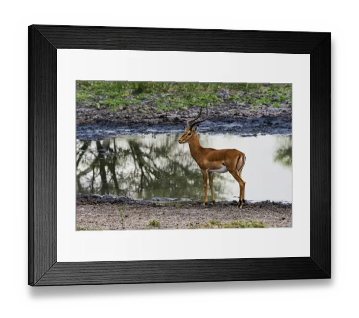 Framed Print : Impala -Aepyceros melampus- at a waterhole, Tarangire, Tanzania Framed Print : Impala -Aepyceros melampus- at a waterhole, Tarangire, Tanzania