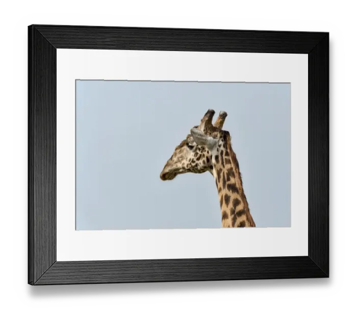 Framed Print : Giraffe -Giraffa camelopardalis-, portrait, Arusha Region, Tanzania Framed Print : Giraffe -Giraffa camelopardalis-, portrait, Arusha Region, Tanzania