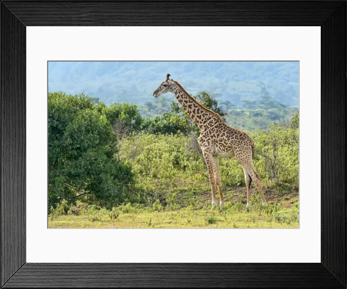 Framed Print : Giraffe -Giraffa camelopardalis-, Arusha Region, Tanzania Framed Print : Giraffe -Giraffa camelopardalis-, Arusha Region, Tanzania