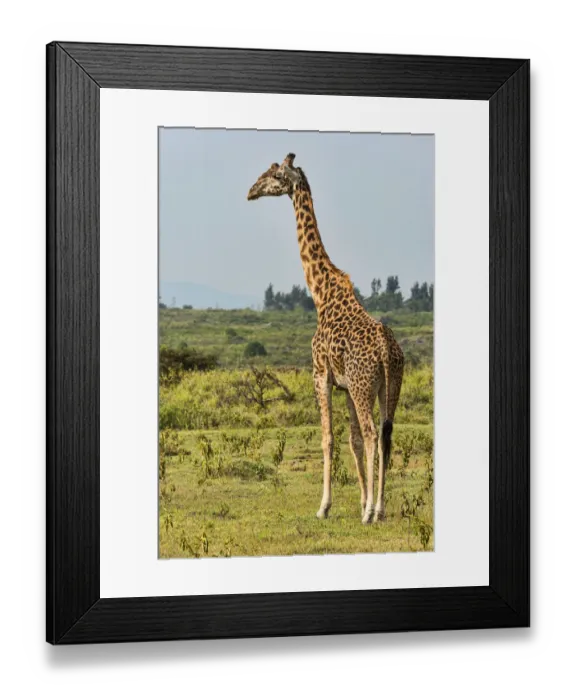 Framed Print : Giraffe -Giraffa camelopardalis-, Arusha Region, Tanzania Framed Print : Giraffe -Giraffa camelopardalis-, Arusha Region, Tanzania