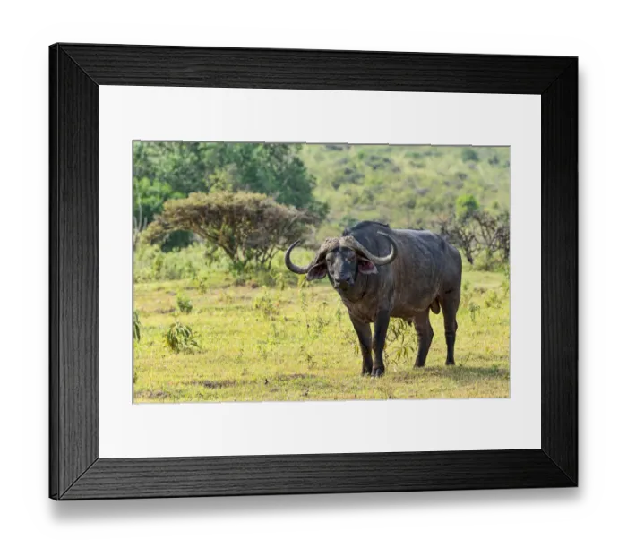 Framed Print : Cape buffalo -Syncerus caffer-, Arusha, Tanzania