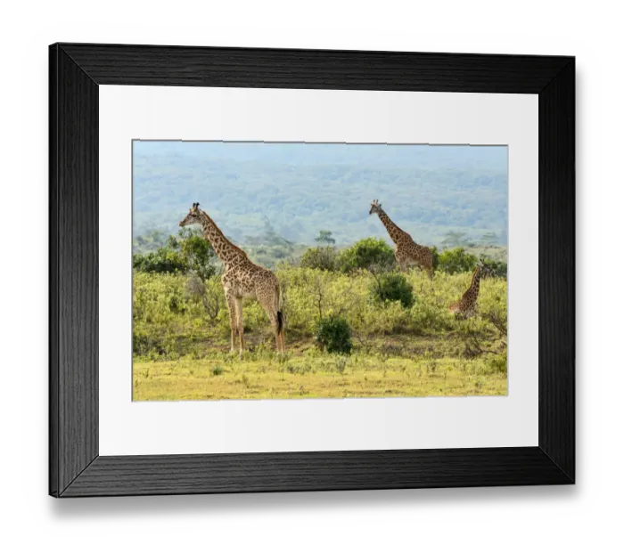 Framed Print : Giraffes -Giraffa camelopardalis-, Arusha Region, Tanzania Framed Print : Giraffes -Giraffa camelopardalis-, Arusha Region, Tanzania
