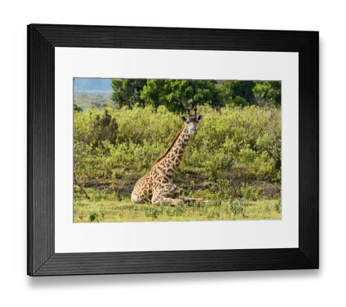 Framed Print : Giraffe -Giraffa camelopardalis-, Arusha Region, Tanzania Framed Print : Giraffe -Giraffa camelopardalis-, Arusha Region, Tanzania
