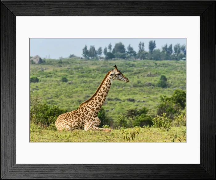 Framed Print : Giraffe -Giraffa camelopardalis- sitting down on grassland, Arusha Region, Tanzania Framed Print : Giraffe -Giraffa camelopardalis- sitting down on grassland, Arusha Region, Tanzania