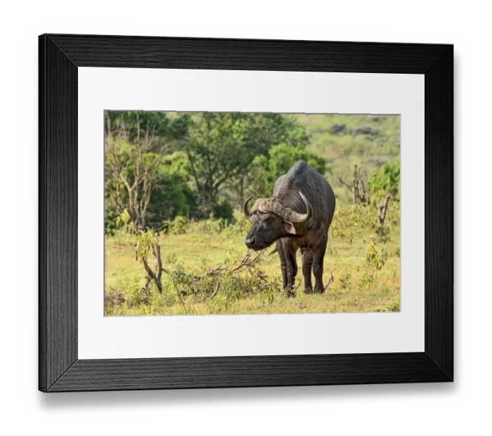 Framed Print : African Buffalo or Cape Buffalo -Syncerus caffer-, Arusha, Tanzania Framed Print : African Buffalo or Cape Buffalo -Syncerus caffer-, Arusha, Tanzania