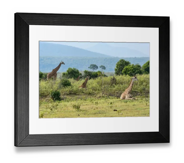 Framed Print : Giraffes -Giraffa camelopardalis-, Arusha Region, Tanzania Framed Print : Giraffes -Giraffa camelopardalis-, Arusha Region, Tanzania