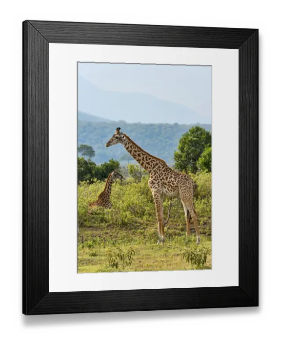 Framed Print : Giraffes -Giraffa camelopardalis-, Arusha Region, Tanzania Framed Print : Giraffes -Giraffa camelopardalis-, Arusha Region, Tanzania