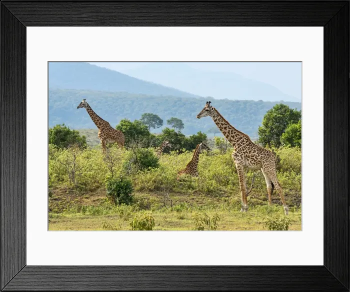 Framed Print : Giraffes -Giraffa camelopardalis-, Arusha Region, Tanzania Framed Print : Giraffes -Giraffa camelopardalis-, Arusha Region, Tanzania