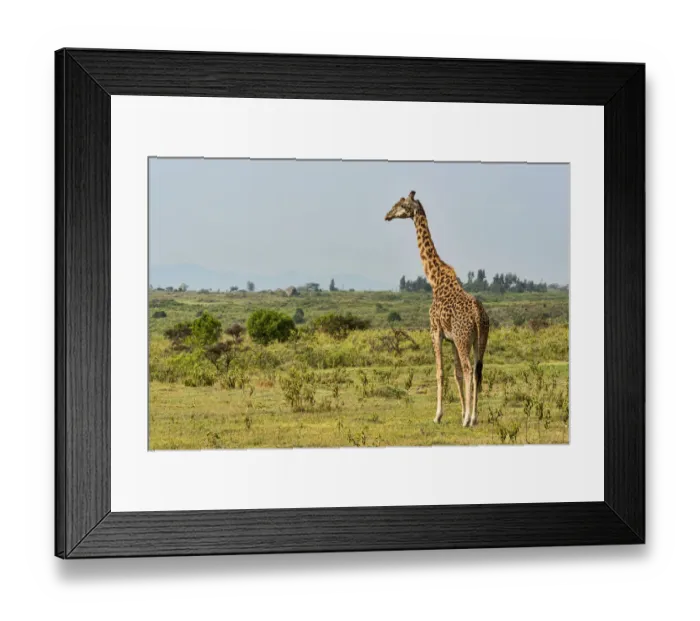 Framed Print : Giraffe -Giraffa camelopardalis-, Arusha Region, Tanzania Framed Print : Giraffe -Giraffa camelopardalis-, Arusha Region, Tanzania
