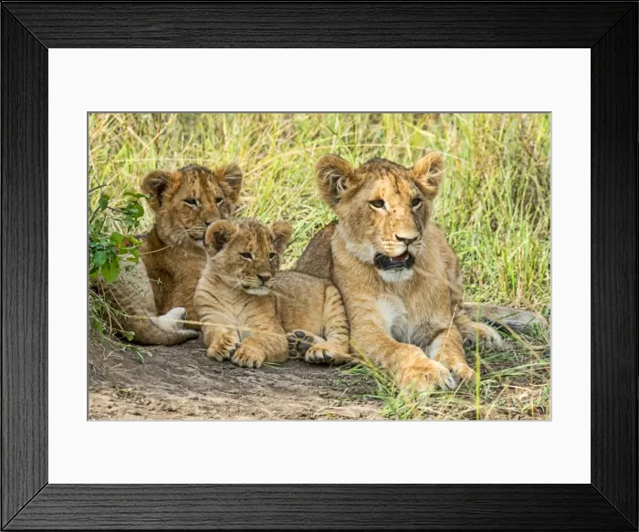 Framed Print : Lion cubs -Panthera leo-, Msai Mara, Kenya Framed Print : Lion cubs -Panthera leo-, Msai Mara, Kenya