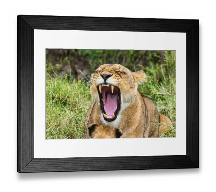 Framed Print : Lioness -Panthera leo- yawning, Msai Mara, Kenya Framed Print : Lioness -Panthera leo- yawning, Msai Mara, Kenya