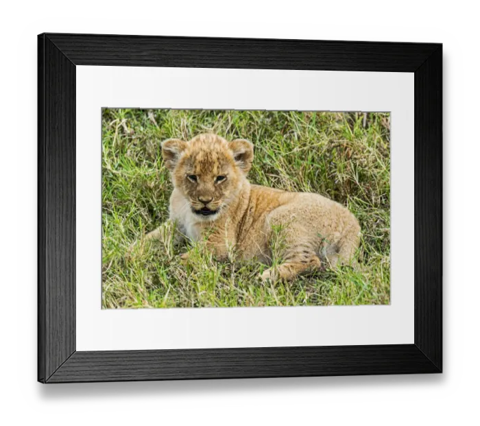 Framed Print : Lion cub -Panthera leo-, Msai Mara, Kenya Framed Print : Lion cub -Panthera leo-, Msai Mara, Kenya