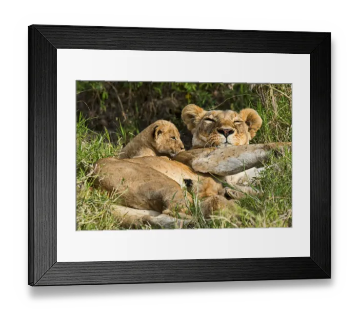 Framed Print : Lioness -Panthera leo- with cub, Msai Mara, Kenya Framed Print : Lioness -Panthera leo- with cub, Msai Mara, Kenya