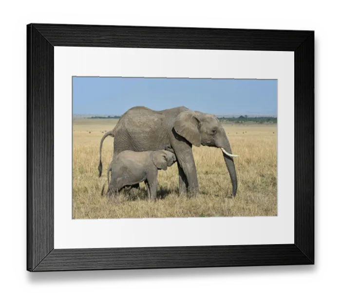 Framed Print : African Elephant -Loxodonta africana-, cow with calf, Msai Mara, Kenya Framed Print : African Elephant -Loxodonta africana-, cow with calf, Msai Mara, Kenya
