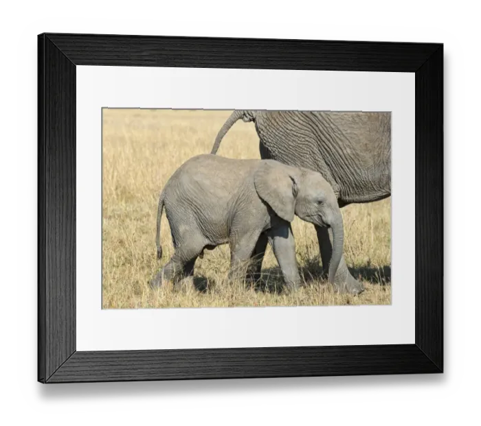 Framed Print : African Elephant -Loxodonta africana-, calf, Msai Mara, Kenya Framed Print : African Elephant -Loxodonta africana-, calf, Msai Mara, Kenya