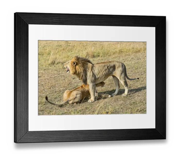 Framed Print : Pair of Lions -Panthera leo-, willing to mate, Msai Mara National Reserve, Kenya Framed Print : Pair of Lions -Panthera leo-, willing to mate, Msai Mara National Reserve, Kenya