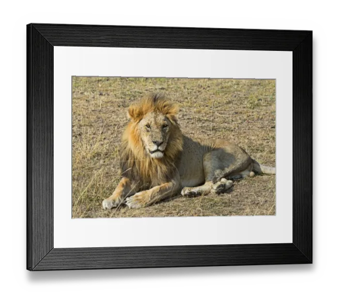 Framed Print : Lion -Panthera leo-, adult male, Msai Mara National Reserve, Kenya Framed Print : Lion -Panthera leo-, adult male, Msai Mara National Reserve, Kenya
