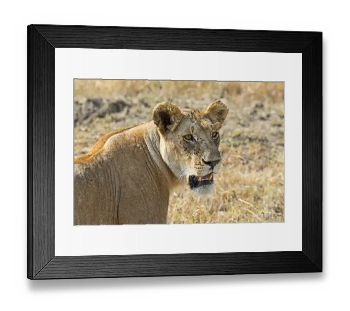 Framed Print : Lion -Panthera leo-, lioness, adult female, Msai Mara National Reserve, Kenya Framed Print : Lion -Panthera leo-, lioness, adult female, Msai Mara National Reserve, Kenya