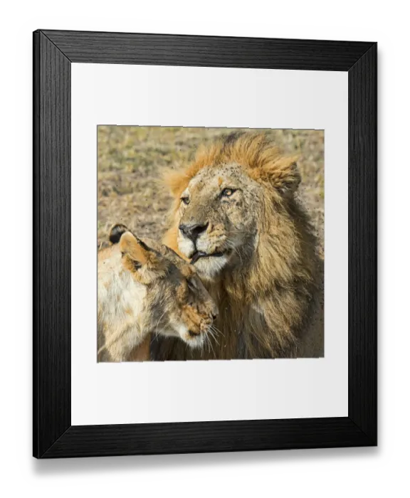 Framed Print : Pair of Lions -Panthera leo-, willing to mate, Msai Mara National Reserve, Kenya Framed Print : Pair of Lions -Panthera leo-, willing to mate, Msai Mara National Reserve, Kenya