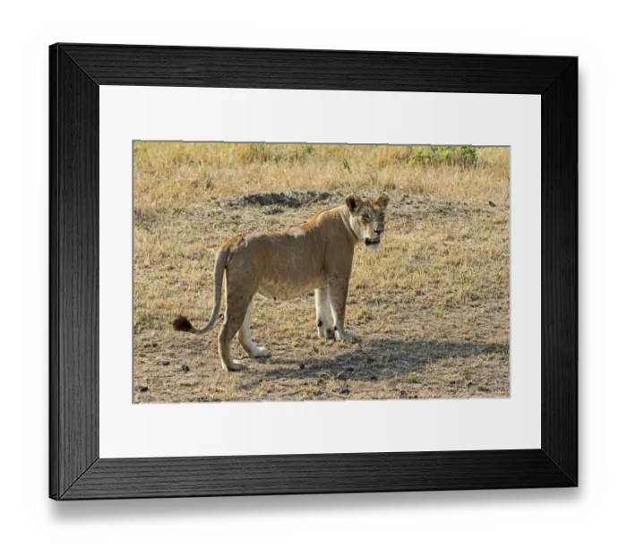 Framed Print : Lion -Panthera leo-, lioness, adult female, Msai Mara National Reserve, Kenya Framed Print : Lion -Panthera leo-, lioness, adult female, Msai Mara National Reserve, Kenya