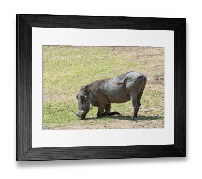Framed Print : Warthog -Phacochoerus africanus-, Msai Mara National Reserve, Kenya Framed Print : Warthog -Phacochoerus africanus-, Msai Mara National Reserve, Kenya