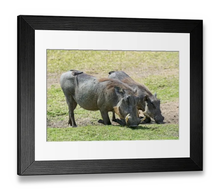 Framed Print : Two Warthogs -Phacochoerus africanus-, Msai Mara National Reserve, Kenya