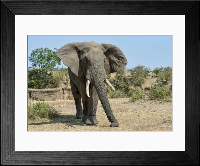 Framed Print : African Bush Elephant -Loxodonta africana-, Msai Mara National Reserve, Kenya Framed Print : African Bush Elephant -Loxodonta africana-, Msai Mara National Reserve, Kenya