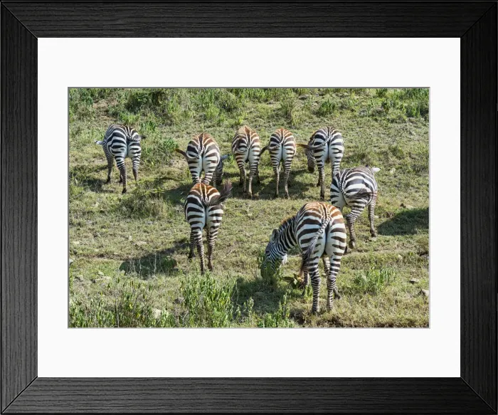 Framed Print : Zebras -Equus quagga-, herd grazing, rear view, Msai Mara National Reserve, Serengeti, Rift Valley Province, Kenya