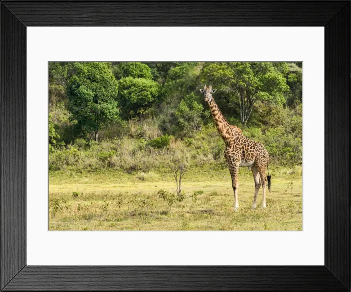 Framed Print : Giraffe -Giraffa camelopardalis-, Arusha Region, Tanzania Framed Print : Giraffe -Giraffa camelopardalis-, Arusha Region, Tanzania