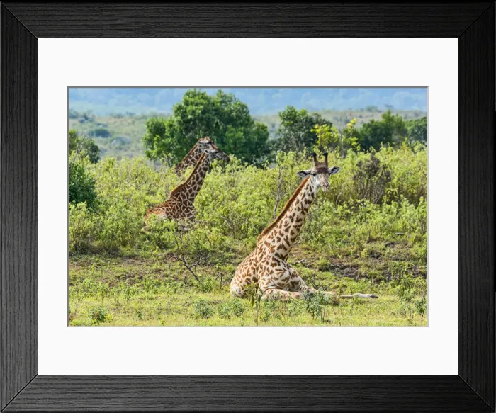 Framed Print : Giraffes -Giraffa camelopardalis-, lying down in scrubland, Arusha Region, Tanzania Framed Print : Giraffes -Giraffa camelopardalis-, lying down in scrubland, Arusha Region, Tanzania