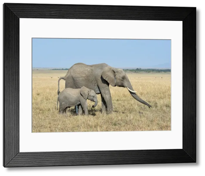 Framed Print : African Elephant -Loxodonta africana-, cow with calf, Msai Mara, Kenya Framed Print : African Elephant -Loxodonta africana-, cow with calf, Msai Mara, Kenya