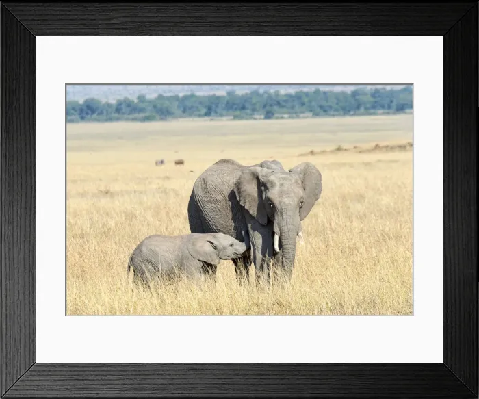 Framed Print : African Elephant -Loxodonta africana-, cow with calf, Msai Mara, Kenya Framed Print : African Elephant -Loxodonta africana-, cow with calf, Msai Mara, Kenya