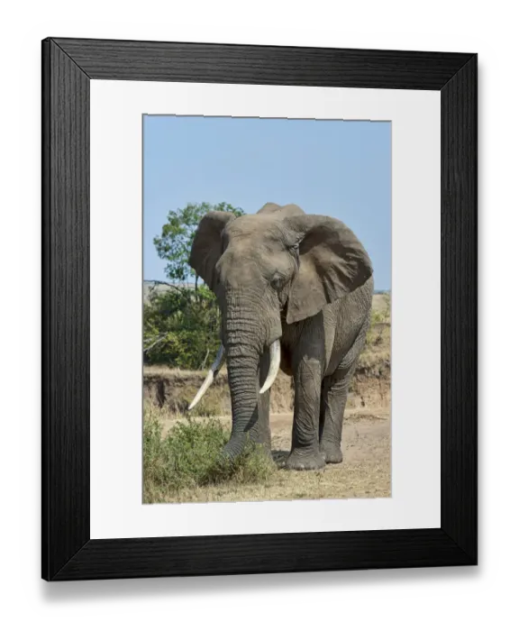 Framed Print : African Bush Elephant -Loxodonta africana-, Msai Mara National Reserve, Kenya Framed Print : African Bush Elephant -Loxodonta africana-, Msai Mara National Reserve, Kenya