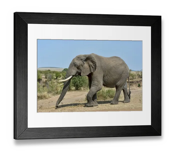 Framed Print : African Bush Elephant -Loxodonta africana-, Msai Mara National Reserve, Kenya Framed Print : African Bush Elephant -Loxodonta africana-, Msai Mara National Reserve, Kenya