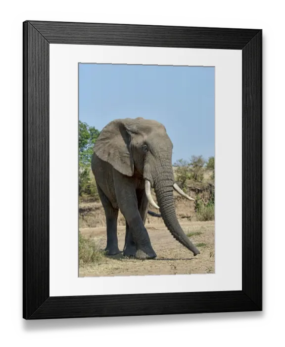 Framed Print : African Bush Elephant -Loxodonta africana-, Msai Mara National Reserve, Kenya Framed Print : African Bush Elephant -Loxodonta africana-, Msai Mara National Reserve, Kenya
