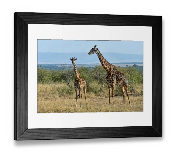 Framed Print : Giraffes -Giraffa camelopardalis-, Msai Mara National Reserve, Kenya Framed Print : Giraffes -Giraffa camelopardalis-, Msai Mara National Reserve, Kenya