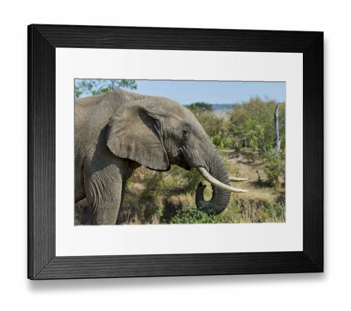 Framed Print : African Bush Elephant -Loxodonta africana-, Msai Mara National Reserve, Kenya Framed Print : African Bush Elephant -Loxodonta africana-, Msai Mara National Reserve, Kenya