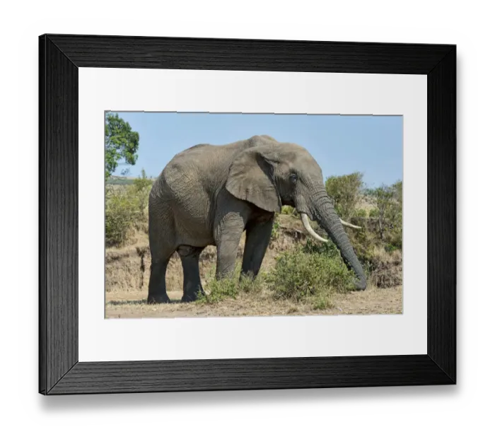 Framed Print : African Bush Elephant -Loxodonta africana-, Msai Mara National Reserve, Kenya Framed Print : African Bush Elephant -Loxodonta africana-, Msai Mara National Reserve, Kenya