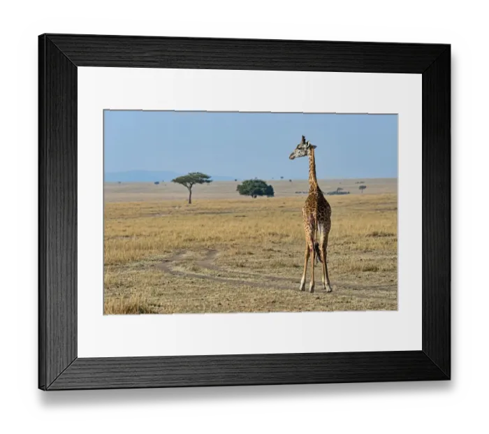 Framed Print : Giraffe -Giraffa camelopardalis-, with injury, Msai Mara National Reserve, Kenya Framed Print : Giraffe -Giraffa camelopardalis-, with injury, Msai Mara National Reserve, Kenya
