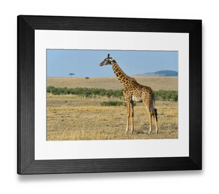 Framed Print : Giraffe -Giraffa camelopardalis-, Msai Mara National Reserve, Kenya Framed Print : Giraffe -Giraffa camelopardalis-, Msai Mara National Reserve, Kenya